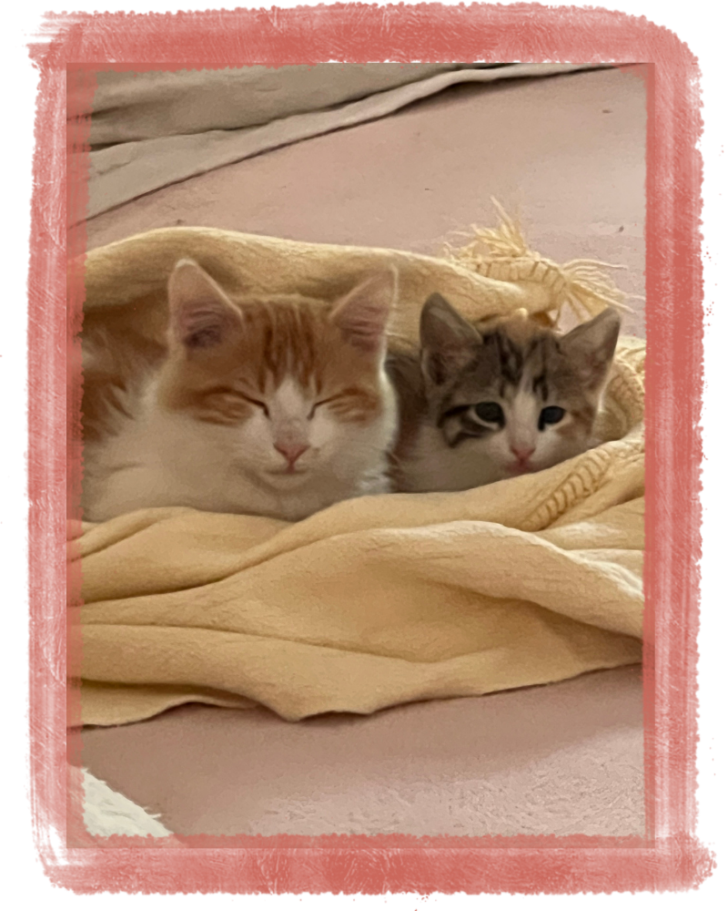 Nos Missions sur le Terrain - Cats of Atlas