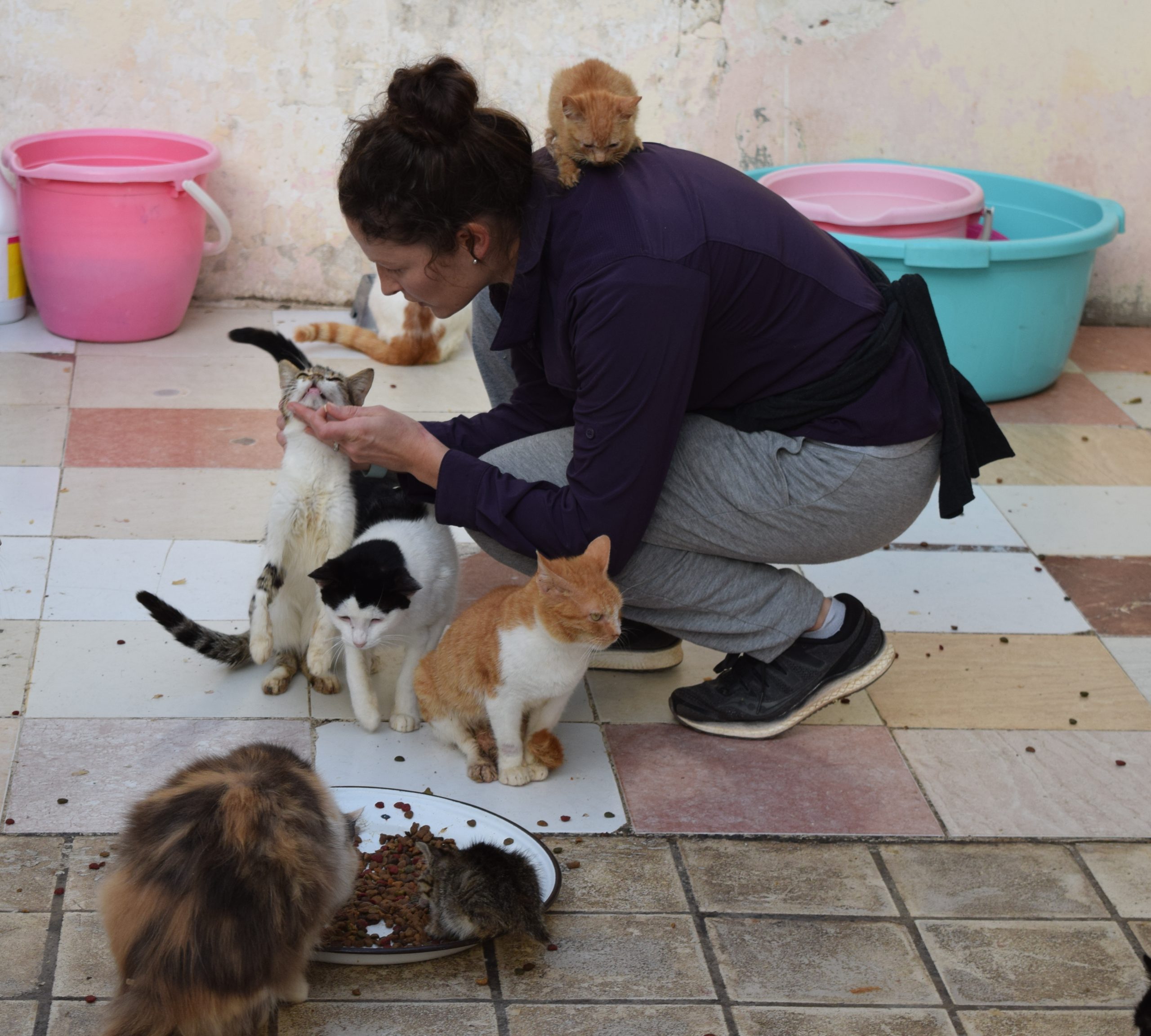 Warum eine Katzen-Schutzorganisation in Marokko unterstützen?