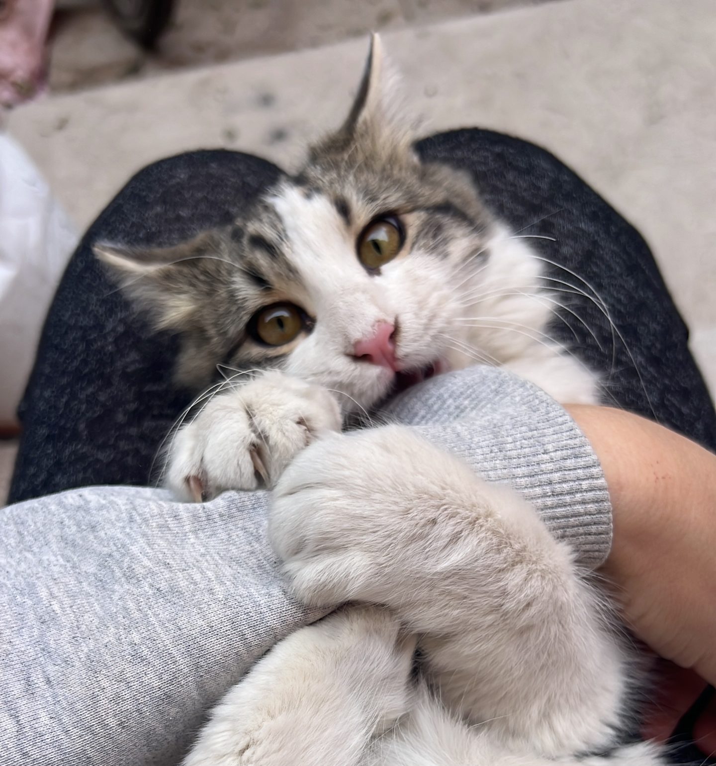 How to Travel with a Cat or Kitten from Morocco to Europe: Complete Guide 2026