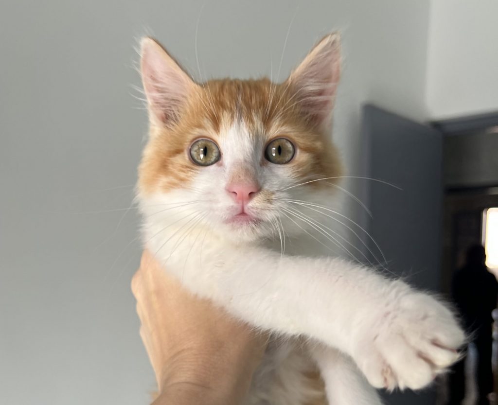 Comment et avec quoi nourrir un petit chaton ?