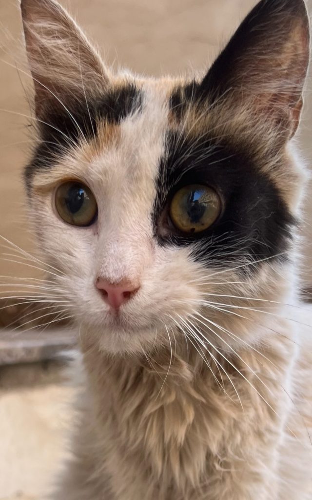 chat sauvé de la PIF au Maroc