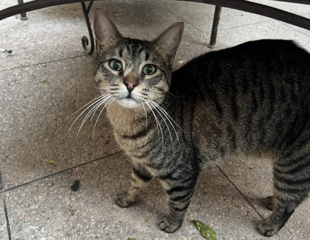 Comment empêcher un chat de marquer son territoire dans la maison ?