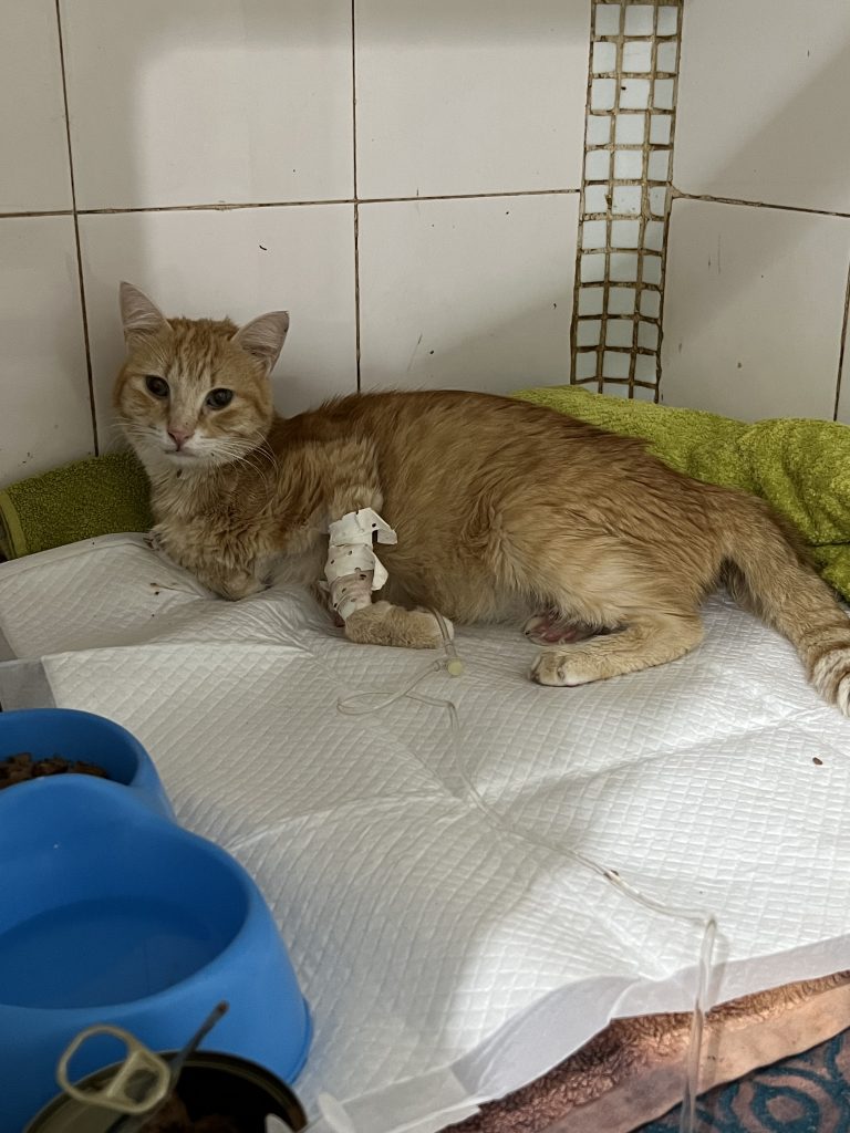 chat sauvé de la PIF au Maroc