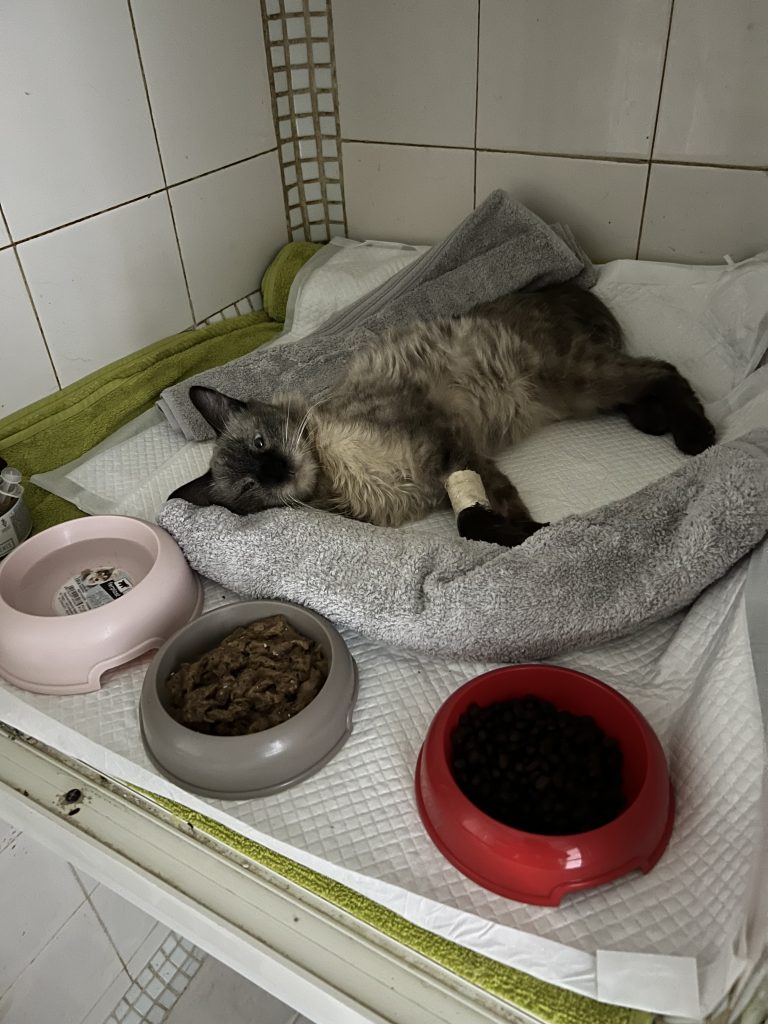 chat sauvé de la PIF au Maroc