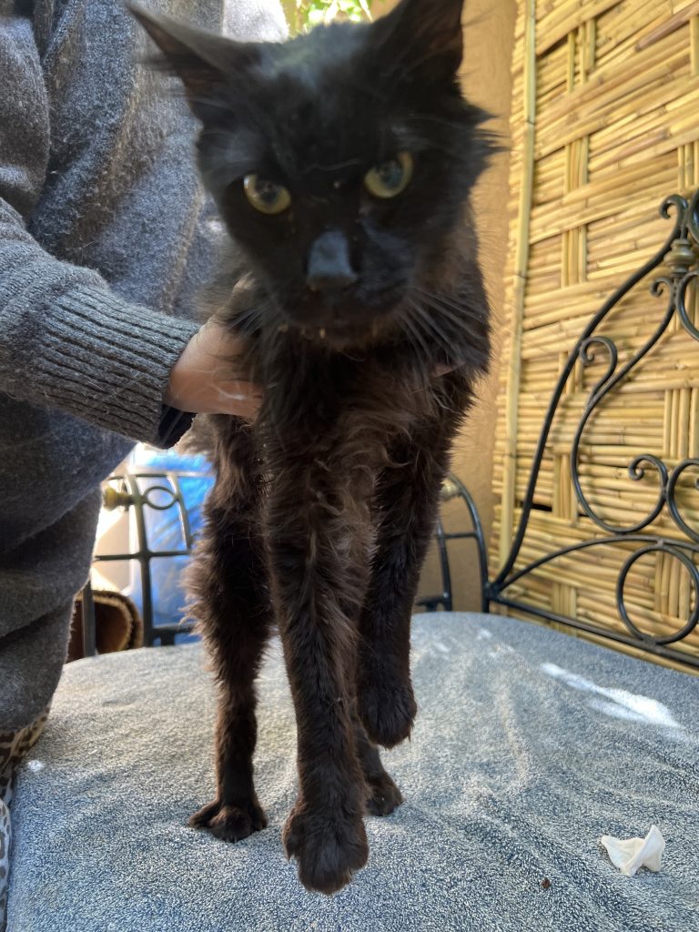 chat sauvé de la PIF au Maroc