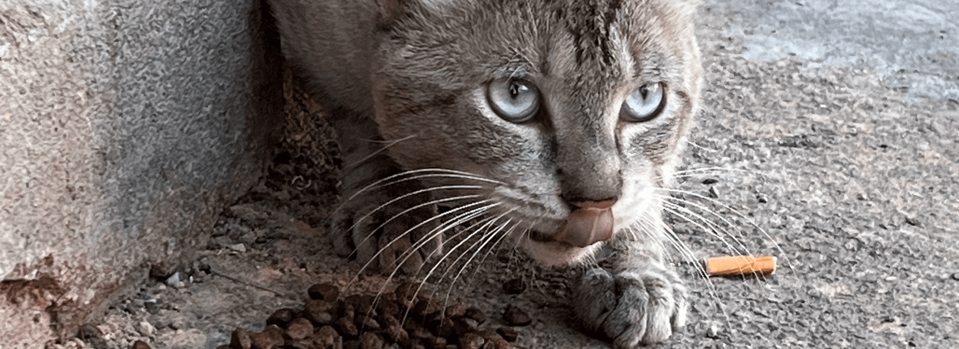 Rabies in Morocco: Dogs, Cats, Bites, and Life-Saving Actions