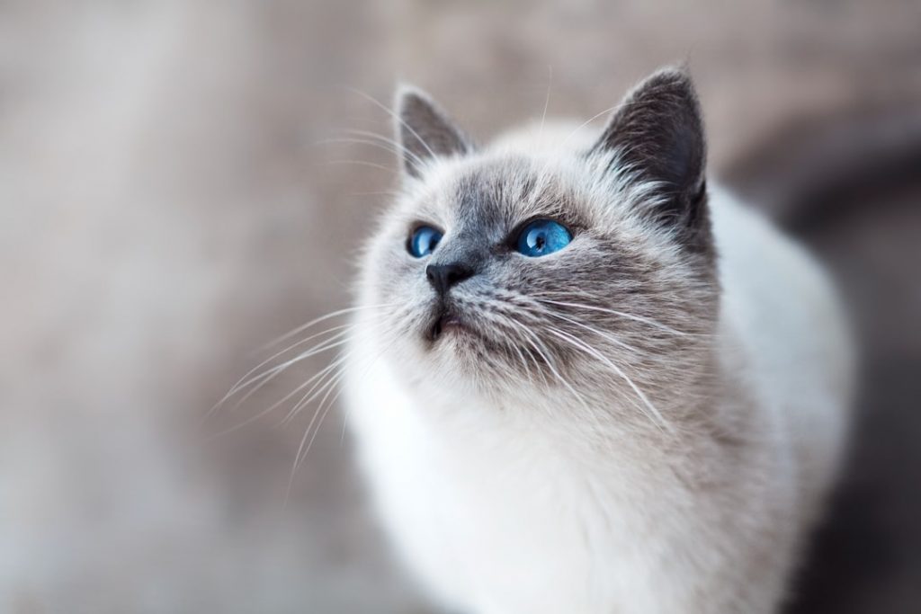 Chat de race ou chat de rue