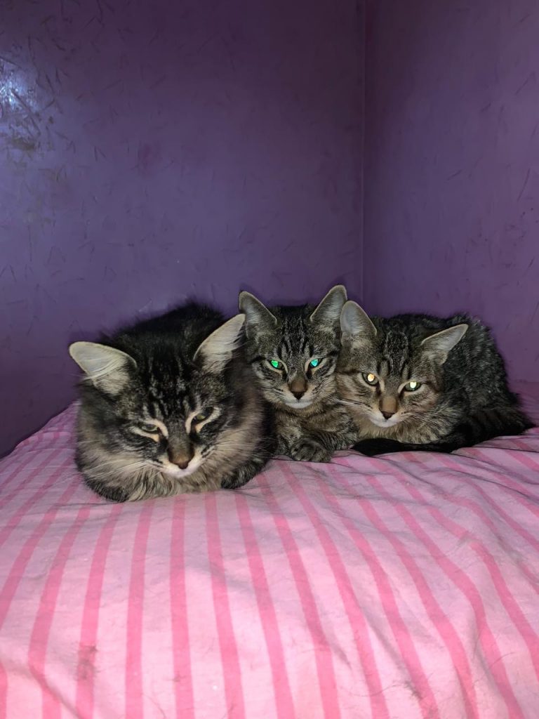 refuge pour chats au Maroc