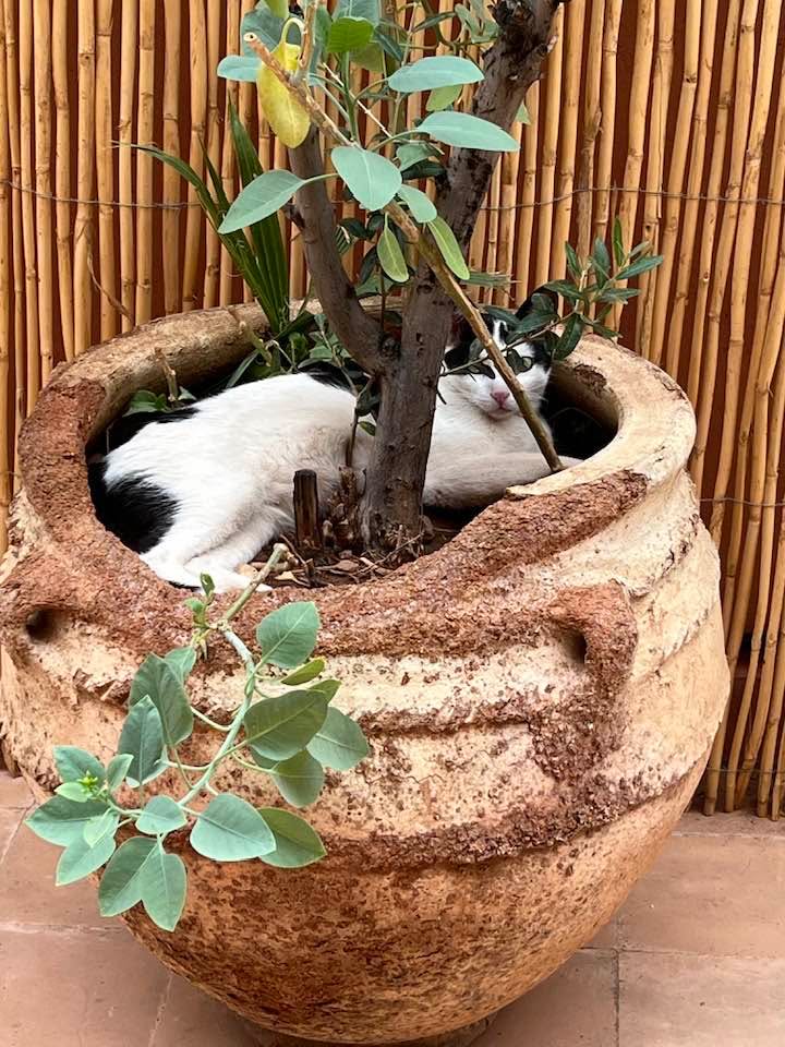 Cats of Atlas