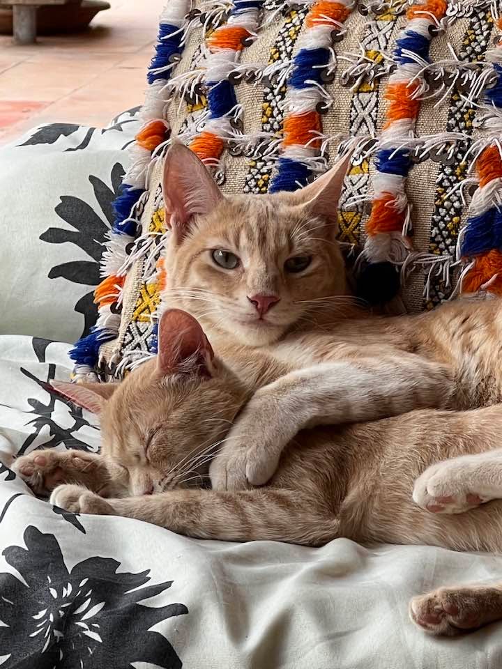 Cats of Atlas