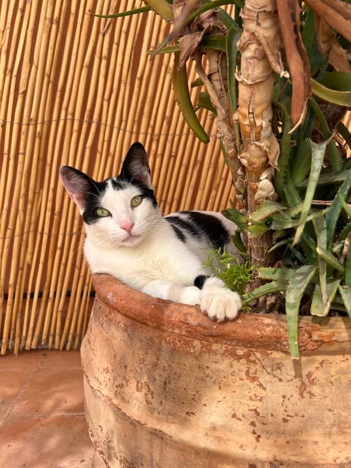 Cats of Atlas
