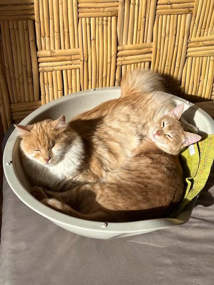 Cats of Atlas