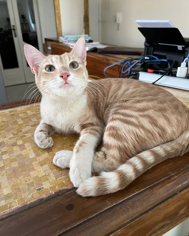 Cats of Atlas