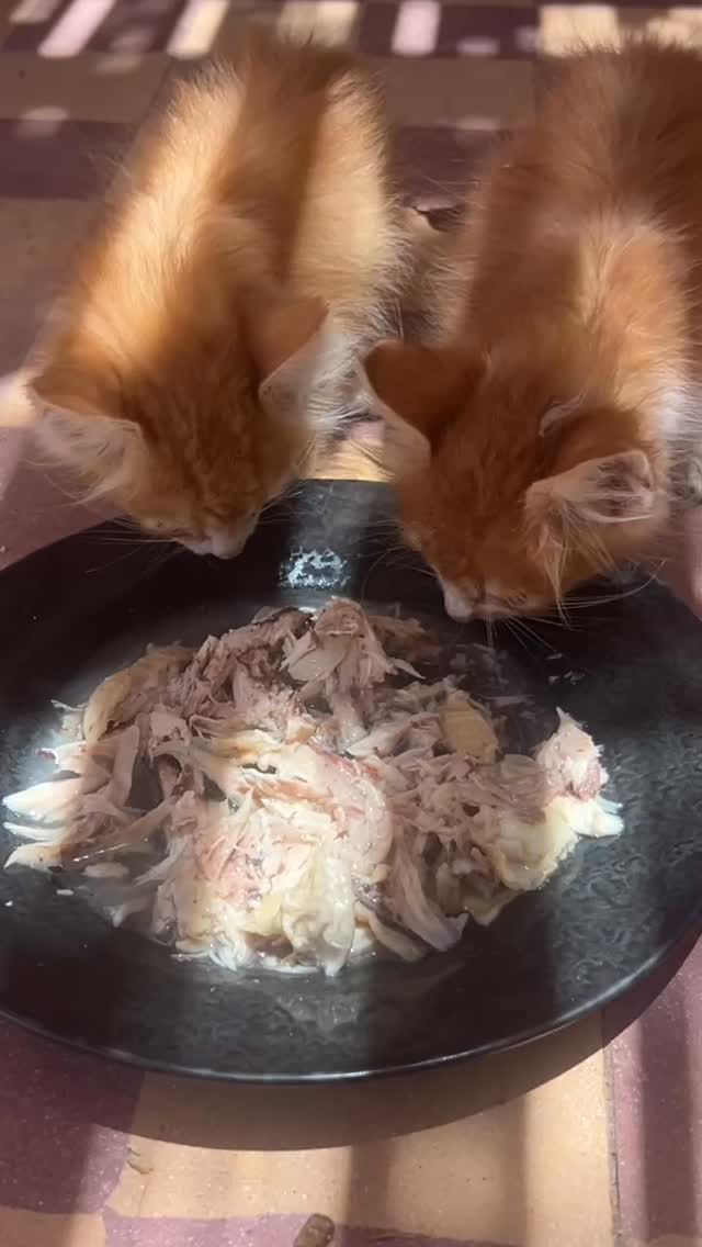 Cats of Atlas
