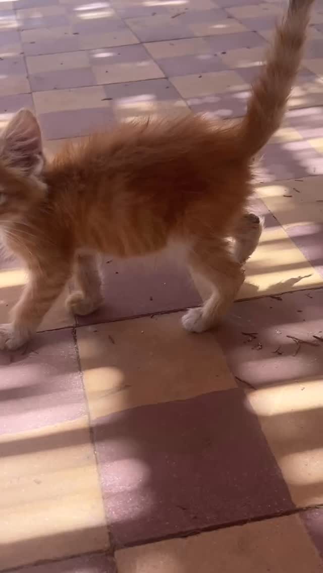Cats of Atlas