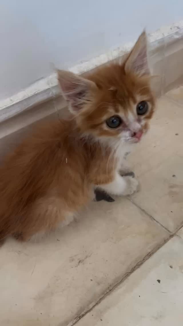 Cats of Atlas