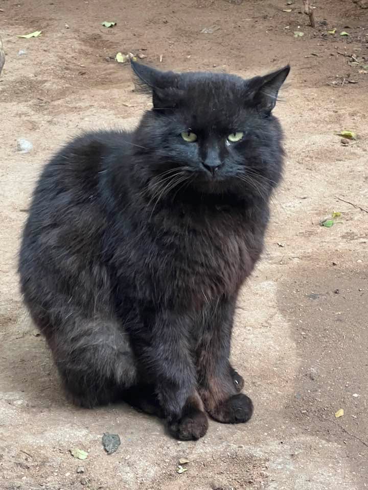 Cats of Atlas