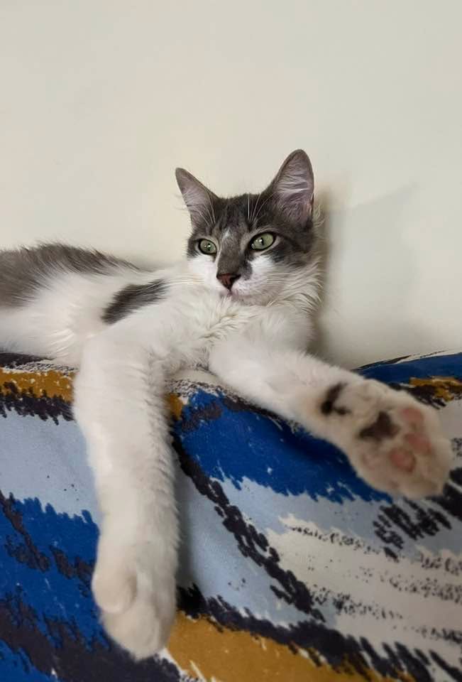 Cats of Atlas