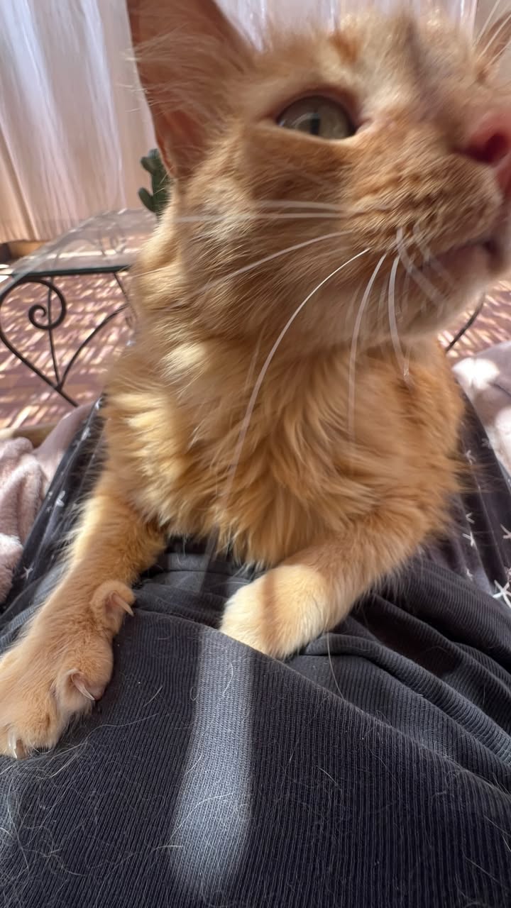 Cats of Atlas