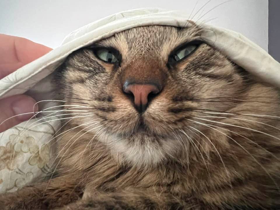 Cats of Atlas