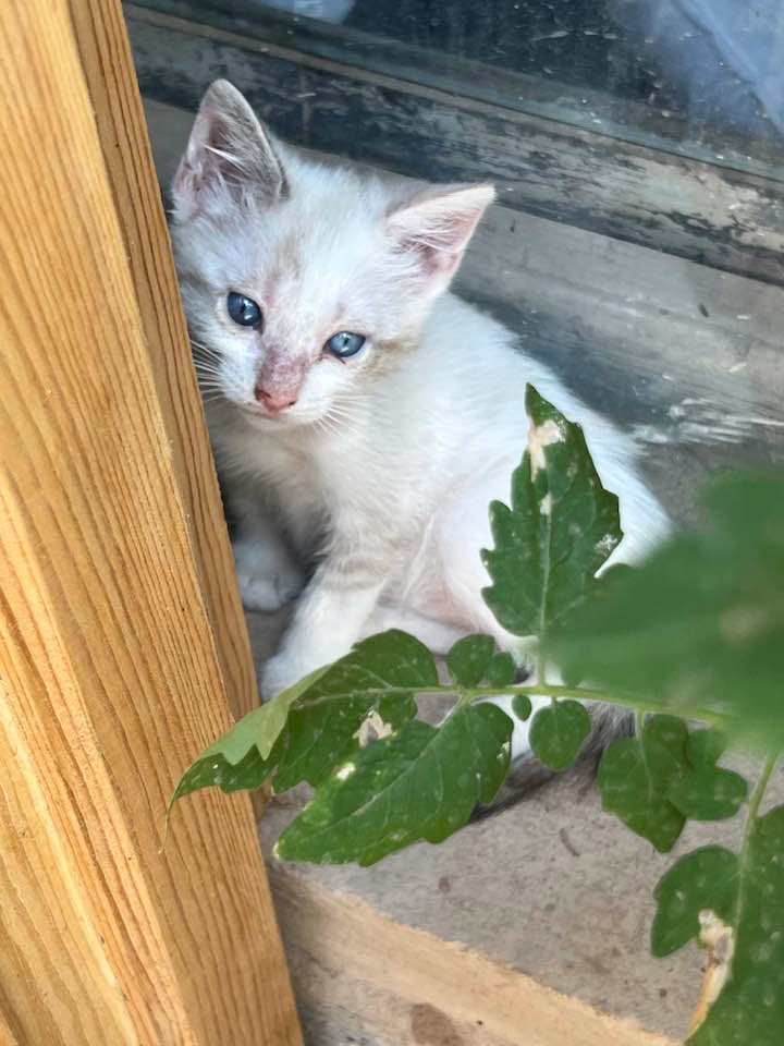 Cats of Atlas