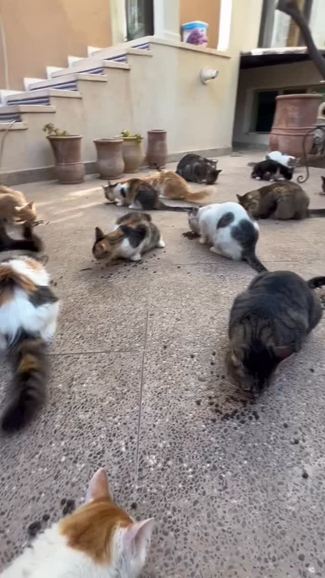 Cats of Atlas