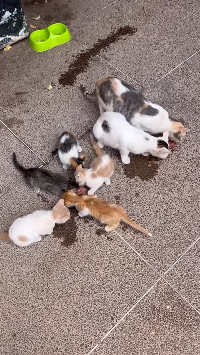 Cats of Atlas