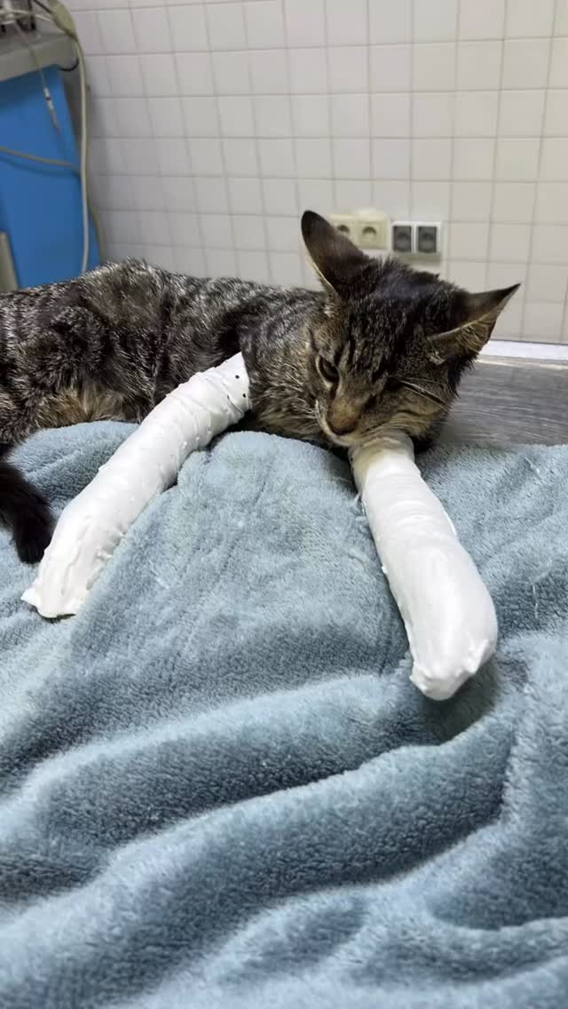Cats of Atlas