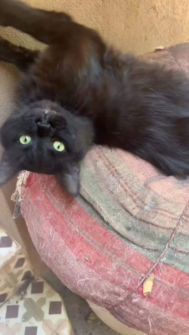 Cats of Atlas