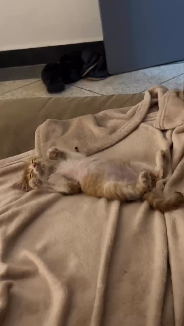 Cats of Atlas