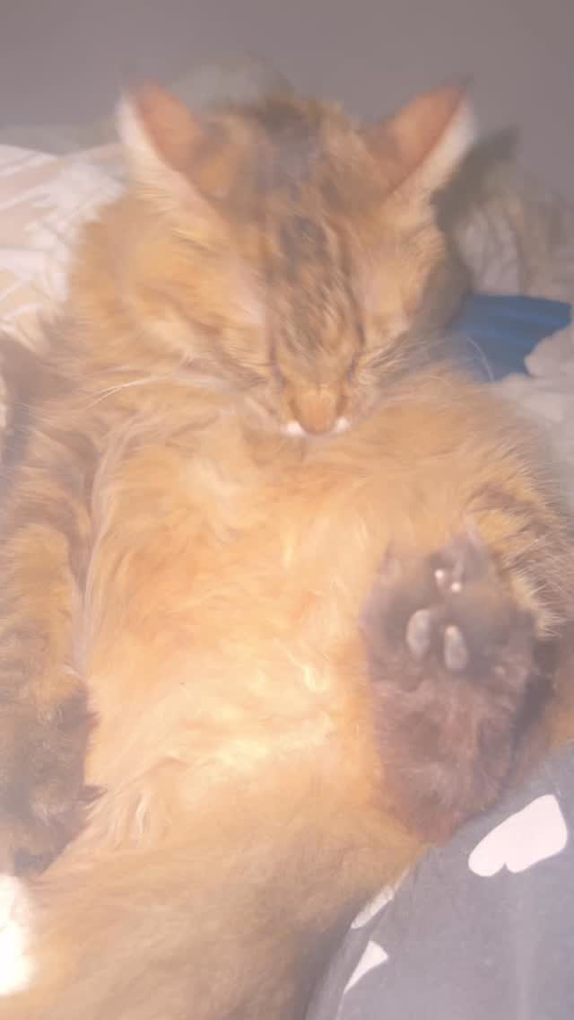 Cats of Atlas