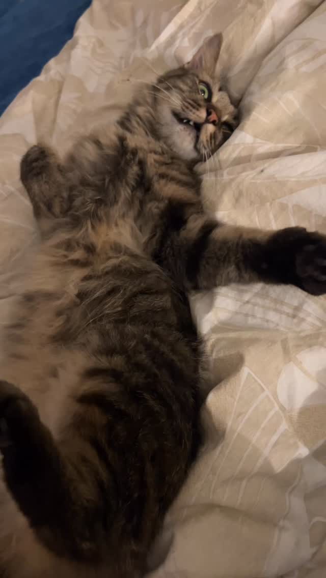 Cats of Atlas