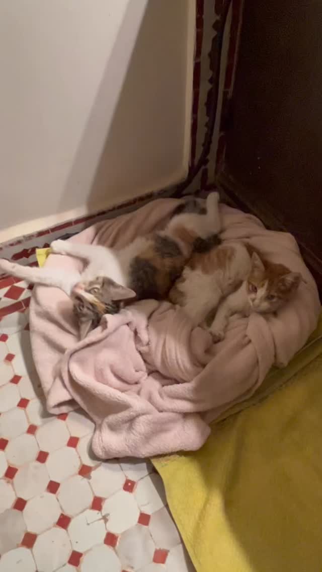 Cats of Atlas