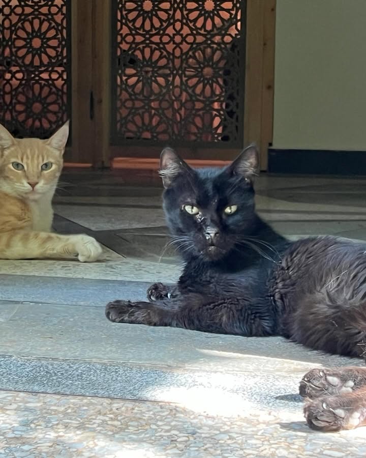 Cats of Atlas