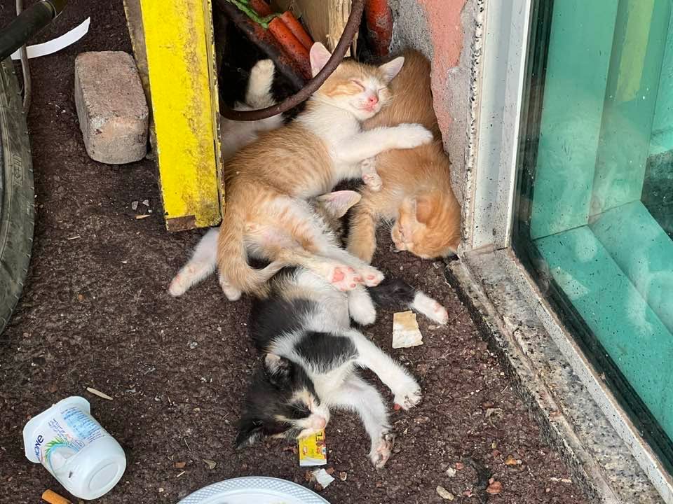 Cats of Atlas