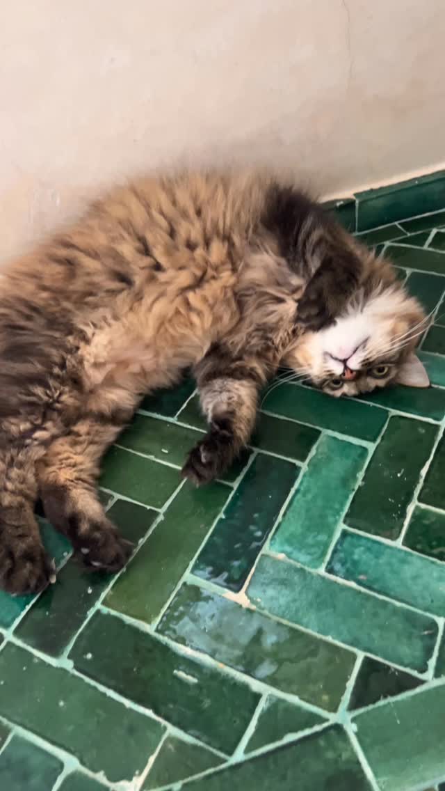 Cats of Atlas