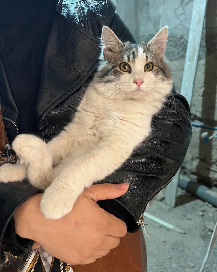 Cats of Atlas