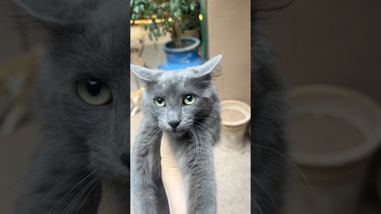 #cat #kitten #cute #animals #cutecat #kitty #funny #funnycats #pets #chat #meow #love #straycat